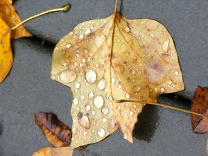 Hurricane Sandy: On the Deck, Micro View